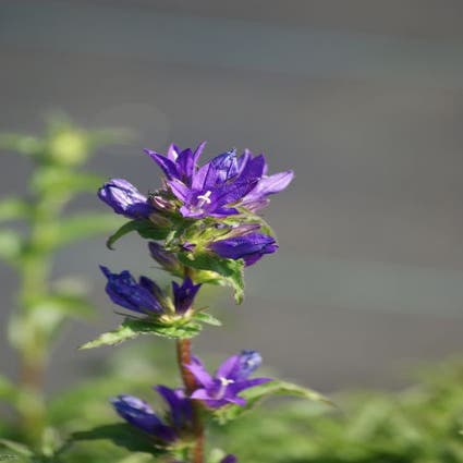 Glockenblume (Campanula glomerata 'Acaulis')