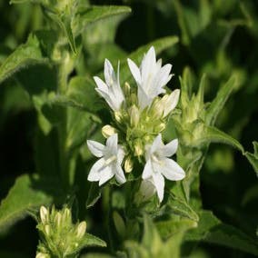 Glöckchen (Campanula glomerata 'Alba')