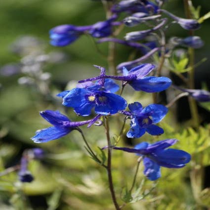 Rittersporn (Delphinium 'Bellamosum')