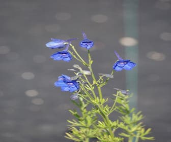 Rittersporn (Delphinium grandiflorum 'Blauer Zwerg')
