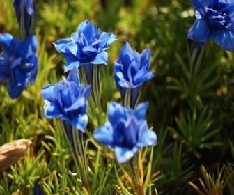 Herbst-Enzian (Gentiana sino-ornata)