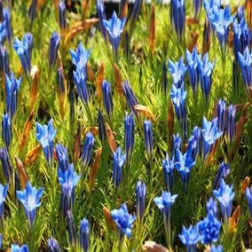 Herbst-Enzian (Gentiana sino-ornata)