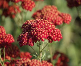 Duizendblad (Achillea millefolium 'Red Velvet')