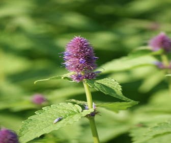 Dropplant (Agastache foeniculum)