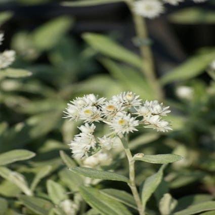 Sibirischer Edelweiß (Anaphalis triplinervis)