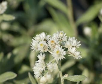 Sibirischer Edelweiß (Anaphalis triplinervis)