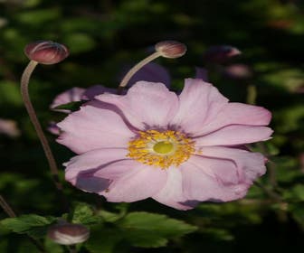 Anemonen (Anemone 'Konigin Charlotte')