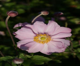 Anemonen (Anemone 'Konigin Charlotte')