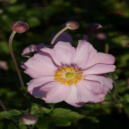 Anemone 'Konigin Charlotte' (Anemoon)