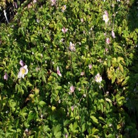 Herbst-Anemone (Anemone tomentosa 'Robustissima') BIO