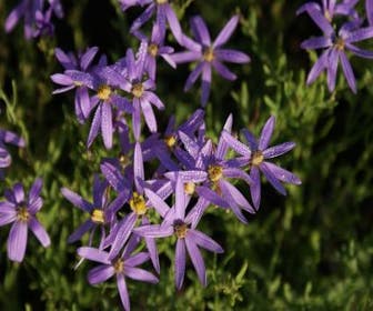 Aster (Aster sedifolius Nanus)