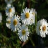 Aster (Aster novi-belgii 'White Ladies')