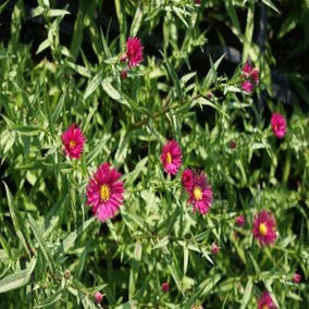 Aster (Aster novi-belgii 'Winston Churchill')