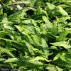 Doppelblatt-Farn (Blechnum spicant) BIO