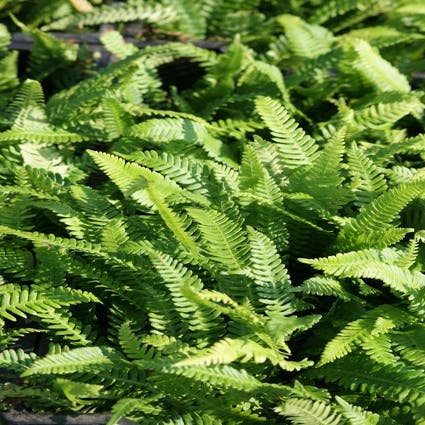 Doppelblatt-Farn (Blechnum spicant) BIO