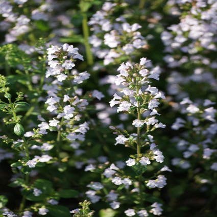 Calamintha nepeta nepeta