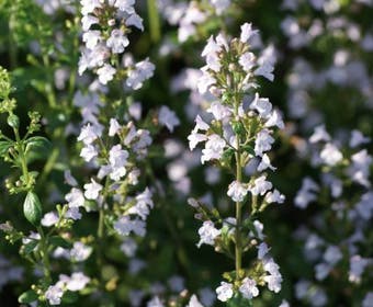 Steinquendel (Calamintha nepeta nepeta)