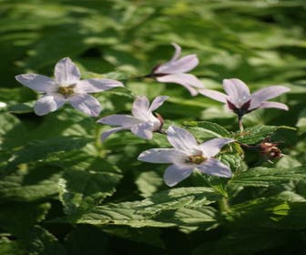 Glockenblume (Campanula lactiflora 'Loddon Anna')