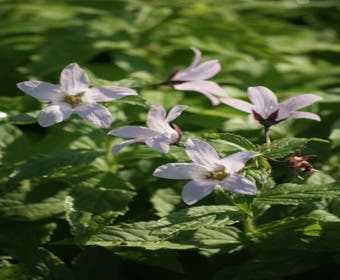 Glockenblume (Campanula lactiflora 'Loddon Anna')