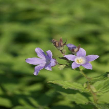 Glockenblume (Campanula lactiflora 'Prichard's Variety')
