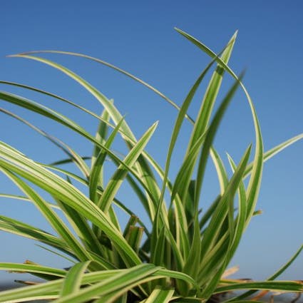 Carex morrowii 'Ice Dance' (Zegge)
