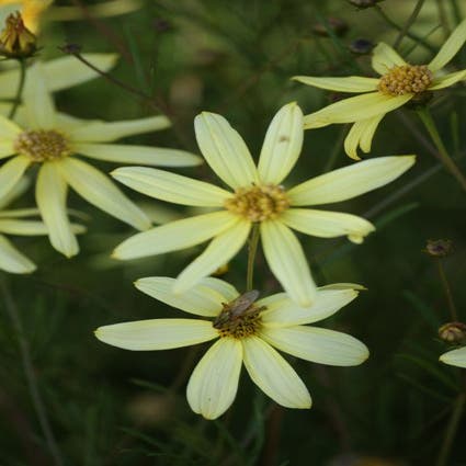 Coreopsis verticillata 'Moonbeam'