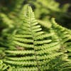 Kammfarne (Dryopteris cristata)