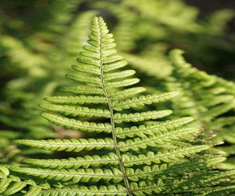 Kammfarne (Dryopteris cristata)
