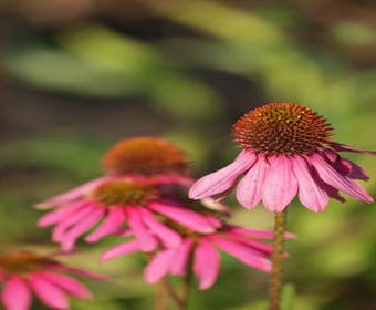 Sonnenhut (Echinacea purpurea 'Kim's Knee High')