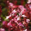 Prachtkerze (Gaura lindheimeri 'Cherry Brandy')