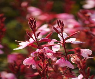 Prachtkerze (Gaura lindheimeri 'Cherry Brandy')