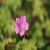 Storchschnabel (Geranium oxonianum 'Claridge Druce')