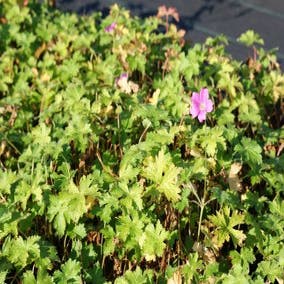 Storchschnabel (Geranium oxonianum 'Claridge Druce')