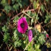 Storchschnabel (Geranium cinereum 'Giuseppii')