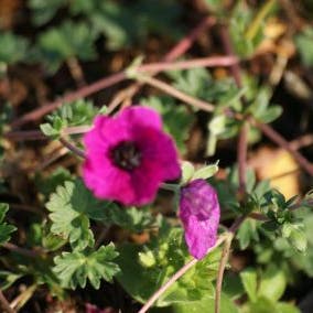 Storchschnabel (Geranium cinereum 'Giuseppii')