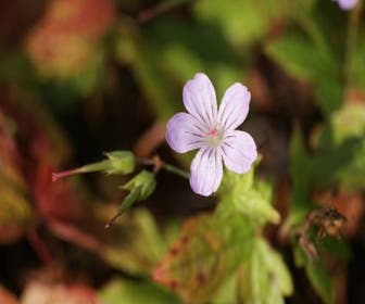 Storchschnabel (Geranium nodosum)