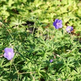 Storchschnabel (Geranium 'Orion')