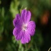 Blutstorchschnabel (Geranium sanguineum)