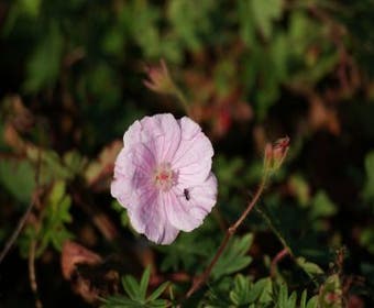 Storchschnabel (Geranium sanguineum striatum )