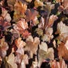 Purpurglöckchen (Heuchera micrantha 'Palace Purple')