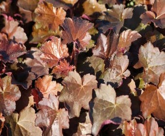 Purpurglöckchen (Heuchera micrantha 'Palace Purple')