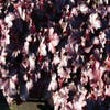Purpurglöckchen (Heuchera 'Plum Pudding')