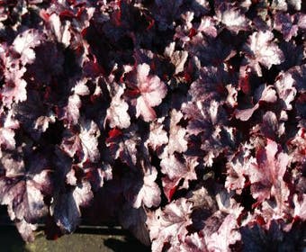 Purpurglöckchen (Heuchera 'Plum Pudding')