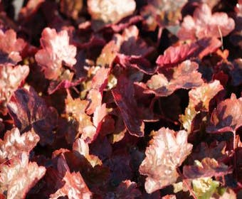 Purpurglöckchen (Heuchera 'Rachel')