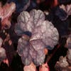 Purpurglöckchen (Heuchera 'Regina')