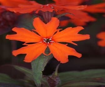 Kohlröschen (Lychnis arkwrightii 'Vesuvius')