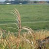 Chinesisches Schilf / Ziergras (Miscanthus sinensis 'Silberfeder')