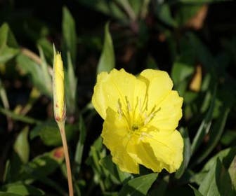 Teunisblüten (Oenothera macrocarpa)