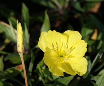 Teunisblüten (Oenothera macrocarpa)