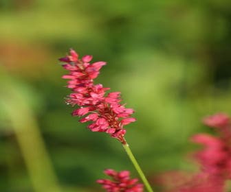 Knöterich (Persicaria amplexicaulis 'Speciosa')